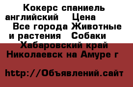 Кокерс спаниель английский  › Цена ­ 4 500 - Все города Животные и растения » Собаки   . Хабаровский край,Николаевск-на-Амуре г.